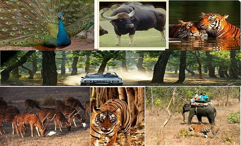 Kanha National Park